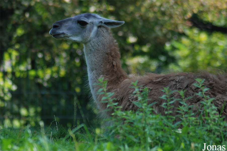 Śląski Ogród Zoologiczny