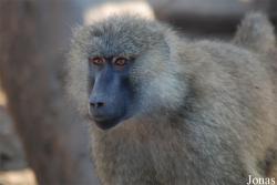Miejski Ogród Zoologiczny we Wrocławiu