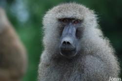 Miejski Ogród Zoologiczny we Wrocławiu
