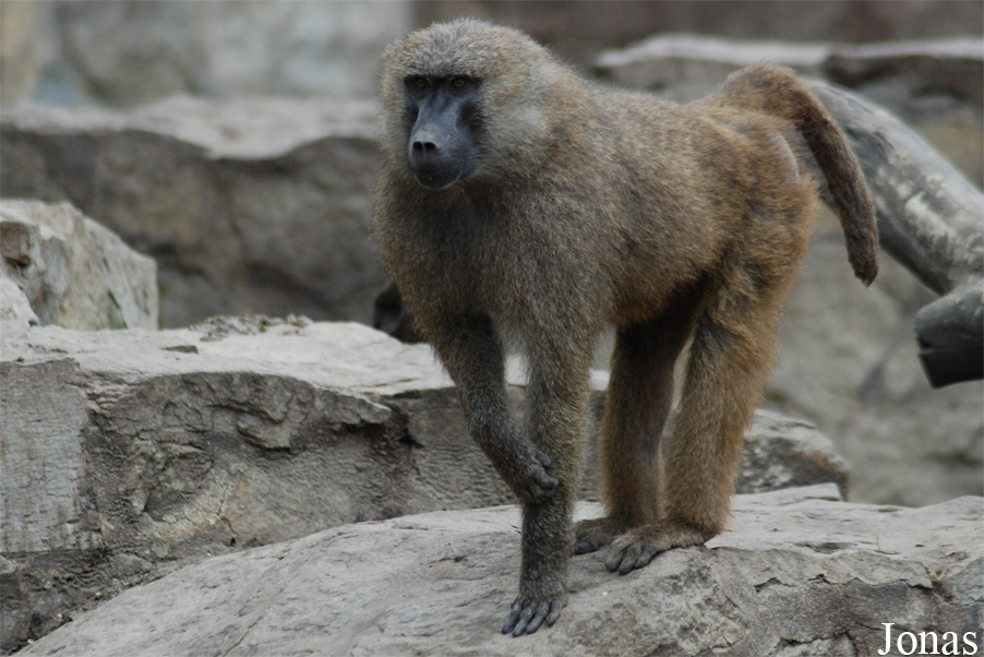 Miejski Ogród Zoologiczny we Wrocławiu