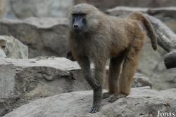 Miejski Ogród Zoologiczny we Wrocławiu