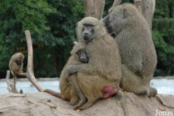 Miejski Ogród Zoologiczny we Wrocławiu