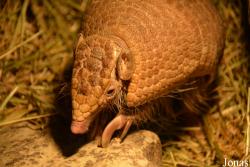 Tolypeutes matacus