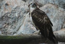 Miejski Ogród Zoologiczny we Wrocławiu