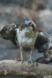 Miejski Ogród Zoologiczny we Wrocławiu