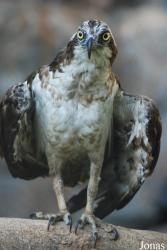 Miejski Ogród Zoologiczny we Wrocławiu