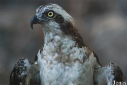 Miejski Ogród Zoologiczny we Wrocławiu