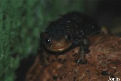 Miejski Ogród Zoologiczny we Wrocławiu