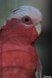 Jardin d'Oiseaux Tropicaux