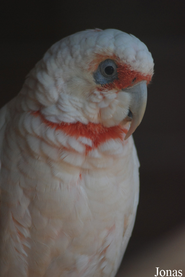 Jardin d'Oiseaux Tropicaux