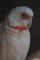 Jardin d'Oiseaux Tropicaux