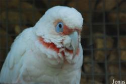 Cacatua tenuirostris