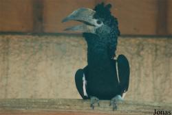 Jardin d'Oiseaux Tropicaux