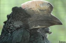 Bycanistes subcylindricus