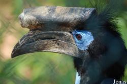 Jardin d'Oiseaux Tropicaux