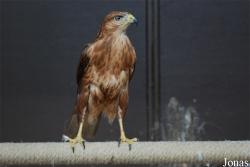 Buteo rufinus