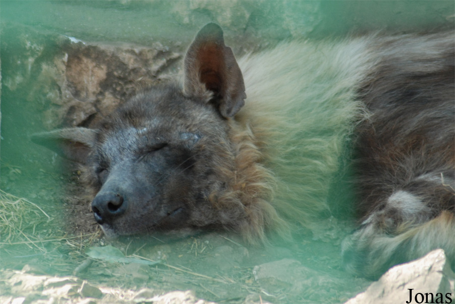 Zoo du Faron