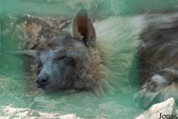 Zoo du Faron