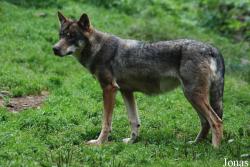 Alpha le Temps du Loup