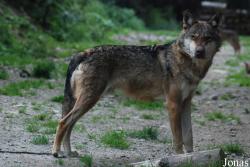 Alpha le Temps du Loup