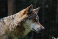 Alpha le Temps du Loup