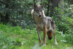 Canis lupus italicus