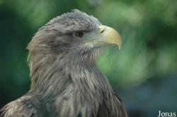 Haliaeetus albicilla