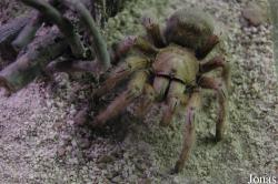 Aphonopelma chalcodes