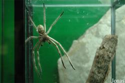 Sparassidae