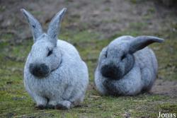 Lapin Argenté de Champagne