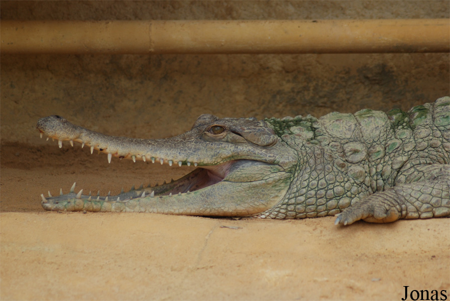 La Ferme aux Crocodiles