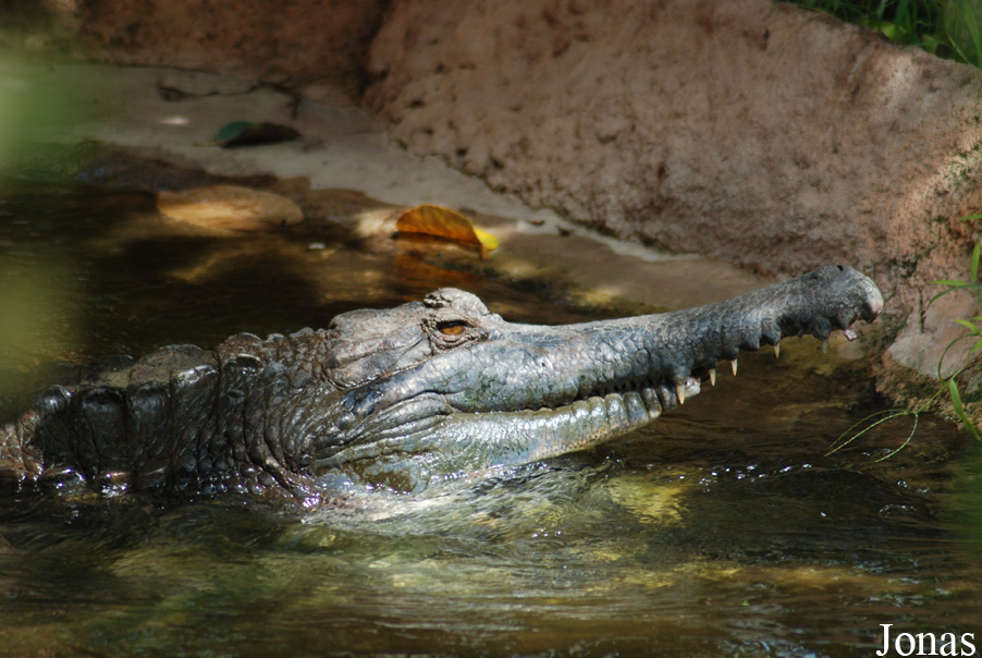 La Ferme aux Crocodiles