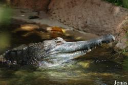 La Ferme aux Crocodiles