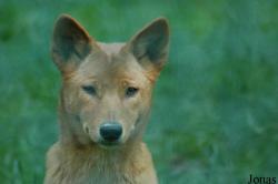 Canis lupus dingo