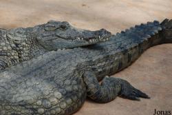 La Ferme aux Crocodiles