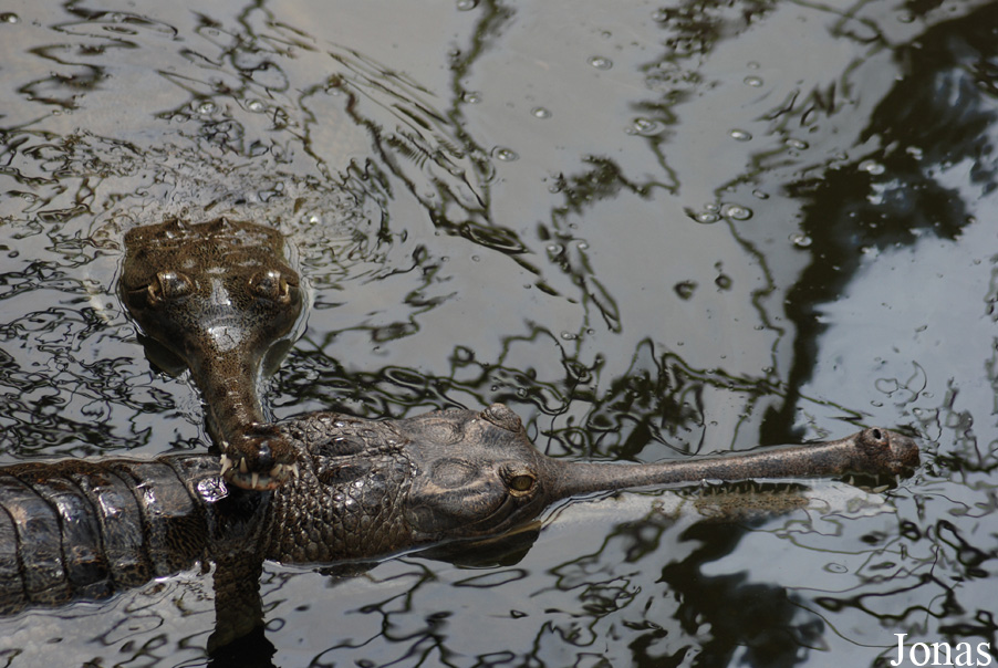La Ferme aux Crocodiles