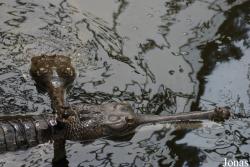 La Ferme aux Crocodiles