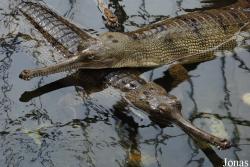 Gavialidae