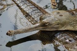 La Ferme aux Crocodiles