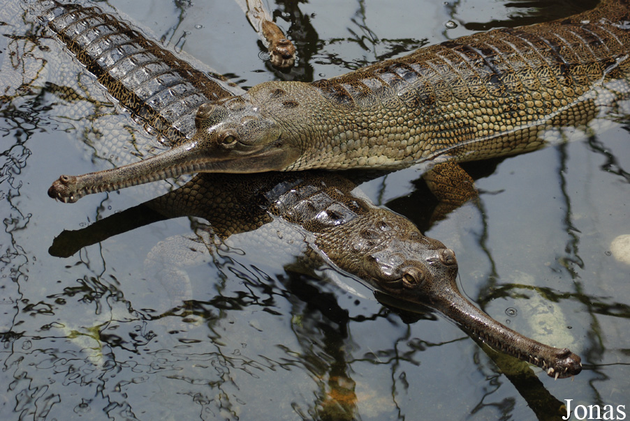 La Ferme aux Crocodiles