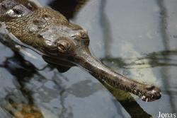 La Ferme aux Crocodiles