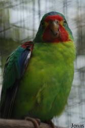 Lathamus discolor