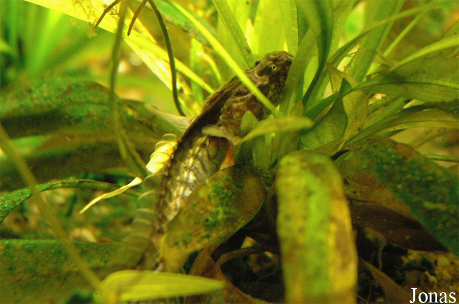 Ecodrome Zwolle