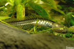Gobioides broussonnetii