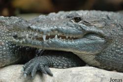 Crocodylus moreletii