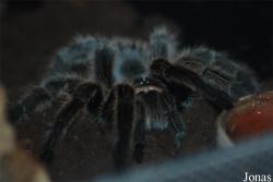 Grammostola pulchra