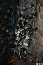 Poecilotheria fasciata