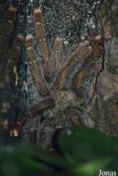 Tapinauchenius gigas