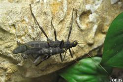Phasmatodea