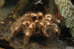 Theraphosidae
